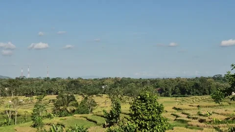 View of rice fields after harvest Stock Footage 311147577