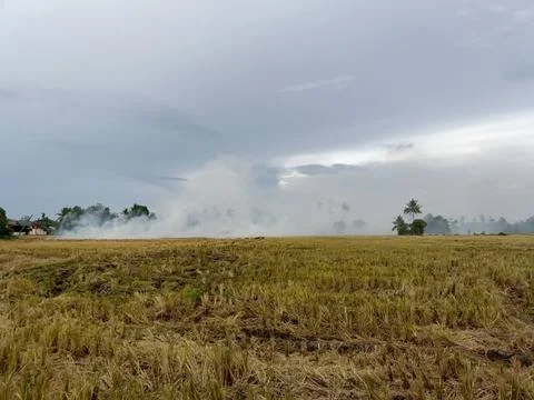 View of rice fields after harvest Stock Photos
