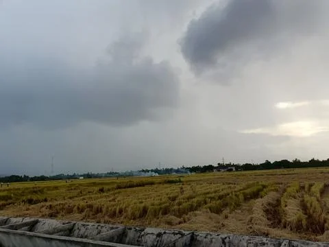 View of rice fields after harvest Stock Photos