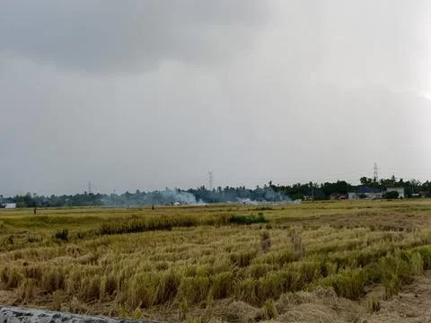 View of rice fields after harvest Stock Photos