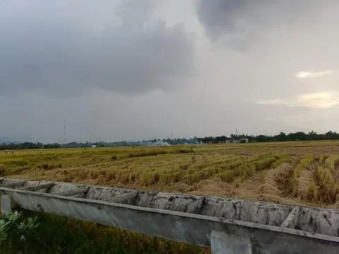 View of rice fields after harvest Stock Photos