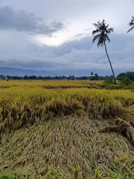 View of rice fields after harvest Foto stock