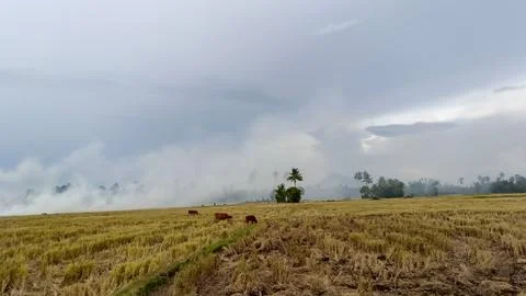 View of rice fields after harvest Stock Photos