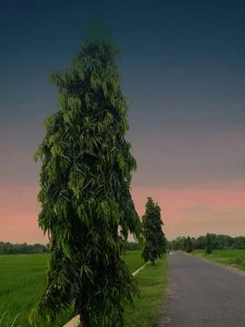 View of rice fields in the afternoon with a background of darkening clouds Stock Photos