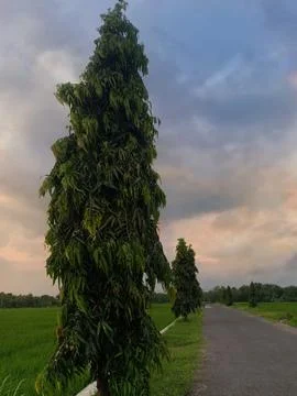 View of rice fields in the afternoon with a background of darkening clouds Stock Photos
