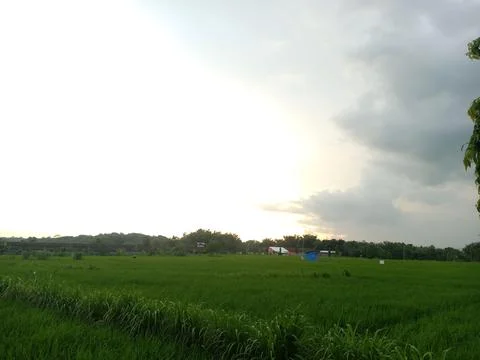 View of rice fields in the afternoon with a background of darkening clouds Stock Photos