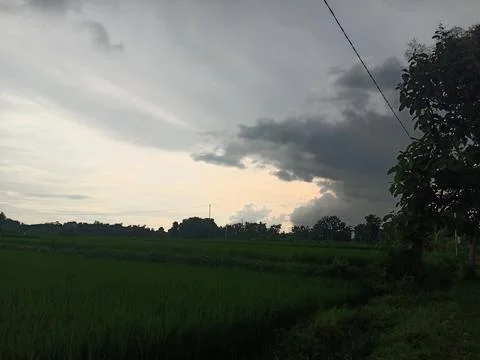 View of rice fields in the afternoon with a background of darkening clouds Stock Photos