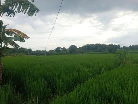 View of rice fields in the afternoon with a background of darkening clouds Stock Photos