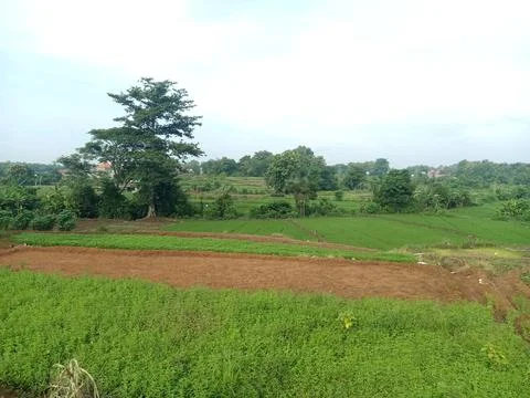 View of rice fields in the afternoon with a background of darkening clouds Stock Photos