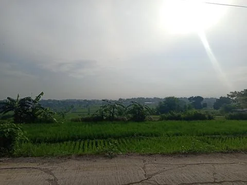 View of rice fields in the afternoon with a background of darkening clouds Stock Photos