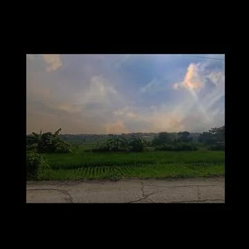 View of rice fields in the afternoon with a background of darkening clouds Stock Photos