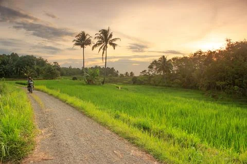 View of rice fields in the afternoon with beautiful rice fields Stock Photos