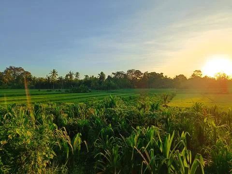 View of rice fields and fragrant pandan leaf plants in Bali. Stock Photos