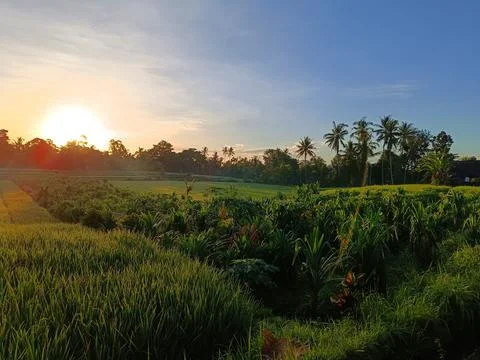 View of rice fields and fragrant pandan leaf plants in Bali. Stock Photos