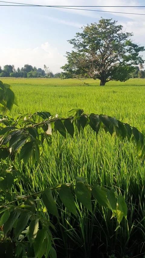 View of rice fields and green leaves Stock Footage 314428905