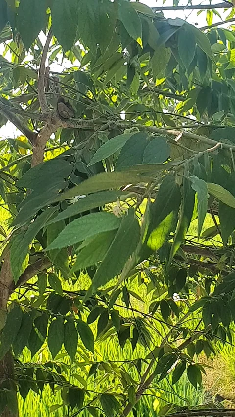 View of rice fields and green leaves Stock Footage 314429189