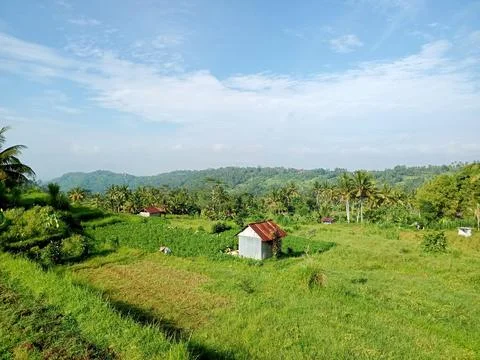 View of rice fields and green hills with a simple hut building. Stock Photos