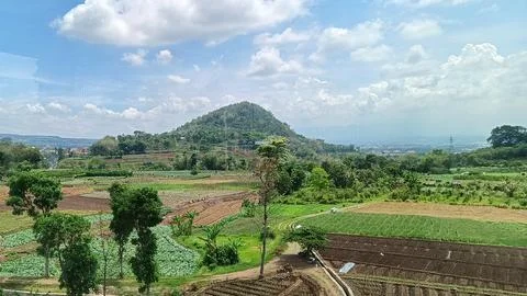 View of rice fields and hills in residential areas Stock Photos