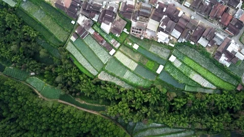 A view of rice fields and houses on a mountain captured with a drone. the lo Stock Footage 263179316