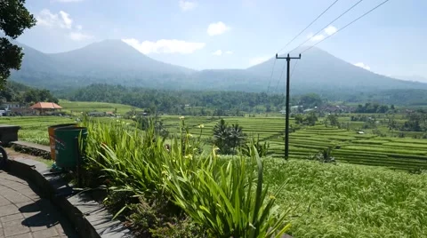 View of rice fields and mountains 库存影片 65332270