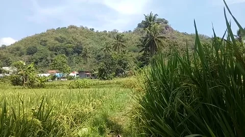 View of rice fields and mountains Stock Footage 214188630