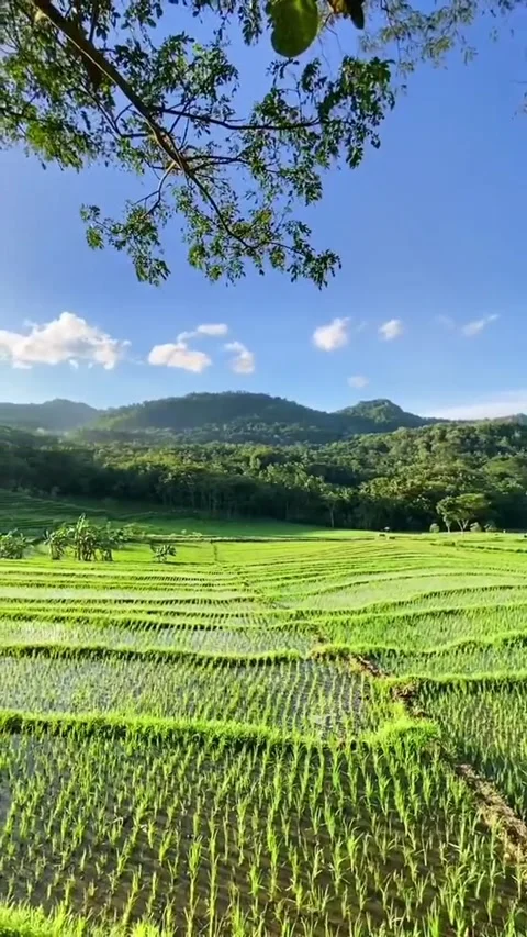 View of rice fields and mountains Video stock 231360814