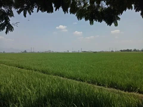 View of rice fields and mountains 스톡 사진