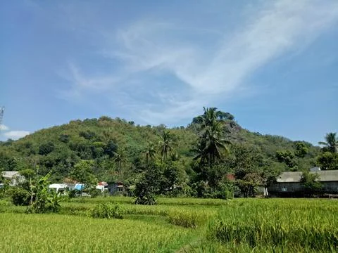 View of rice fields and mountains 스톡 사진