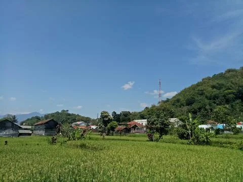 View of rice fields and mountains 스톡 사진