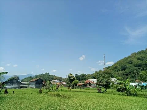 View of rice fields and mountains 스톡 사진