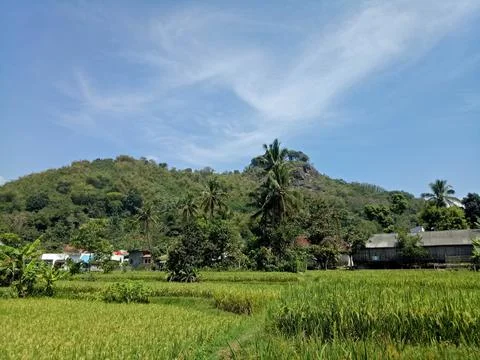 View of rice fields and mountains 스톡 사진
