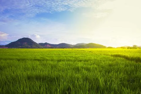 View of rice fields and mountains with the evening sky reflecting the sun Stock Photos