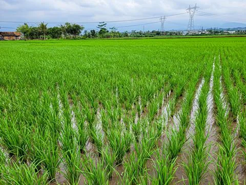 View of rice fields and mountains with green rice Stock Photos