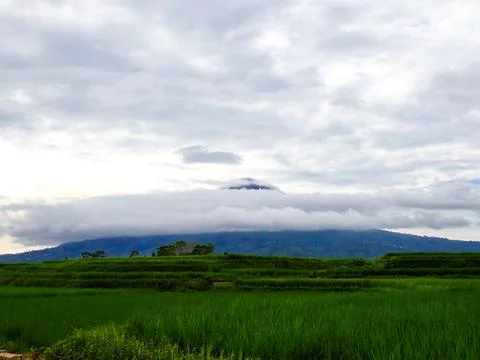View of rice fields and mountains covered in clouds. Stock Photos