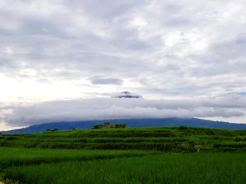 View of rice fields and mountains covered in clouds. Foto stock
