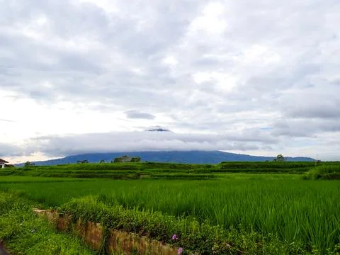View of rice fields and mountains covered in clouds. Foto stock