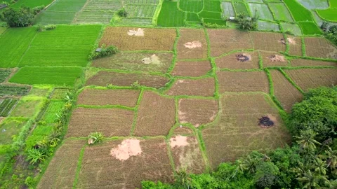 View of rice fields and the ocean on the island of Bali, video made on a drone Stock Footage 231652626