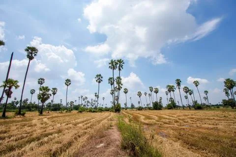 View of rice fields and palm trees in Pathum Thani Province in Thailand Stock Photos