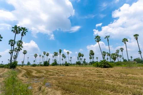 View of rice fields and palm trees in Pathum Thani Province in Thailand Stock Photos