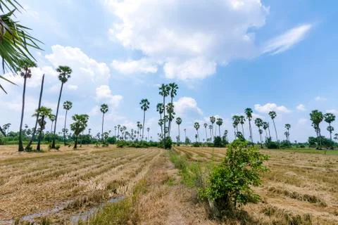 View of rice fields and palm trees in Pathum Thani Province in Thailand Stock Photos