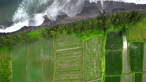 View of rice fields and the sea on the island of Bali, video made on a drone Stock Footage 231601851