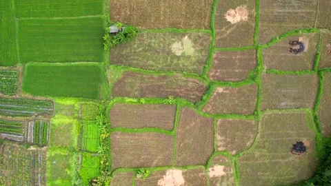 View of rice fields and the sea on the island of Bali, video made on a drone Stock Footage 231602857