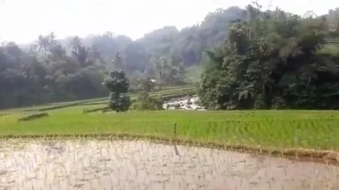 View of rice fields and trees from the roadside Stock Footage 244600484