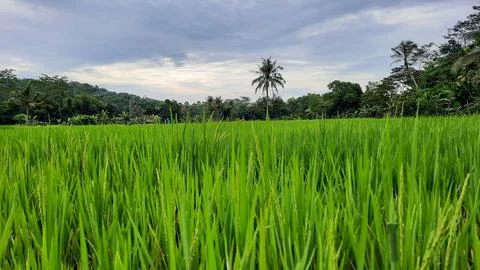 The view of the rice fields that are still green, and the sky is cloudy 01 Foto stock