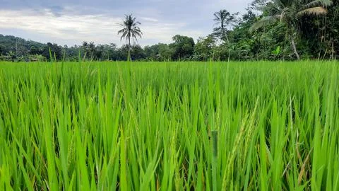 The view of the rice fields that are still green, and the sky is cloudy 02 Foto stock