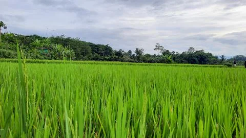 The view of the rice fields that are still green, and the sky is cloudy 04 Stock Photos