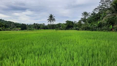 The view of the rice fields that are still green, and the sky is cloudy 07 Stock Photos