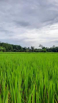 The view of the rice fields that are still green, and the sky is cloudy 03 Stock Photos