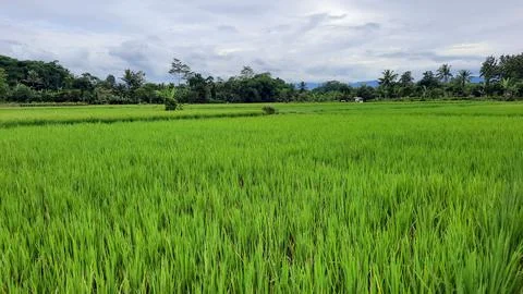 The view of the rice fields that are still green, and the sky is cloudy 06 Stock Photos