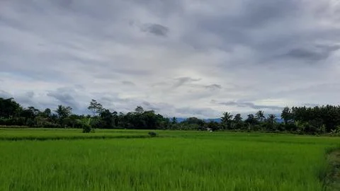 The view of the rice fields that are still green, and the sky is cloudy 05 Stock Photos